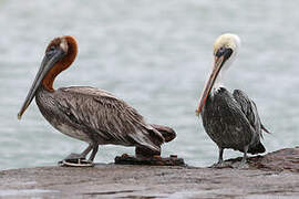 Brown Pelican