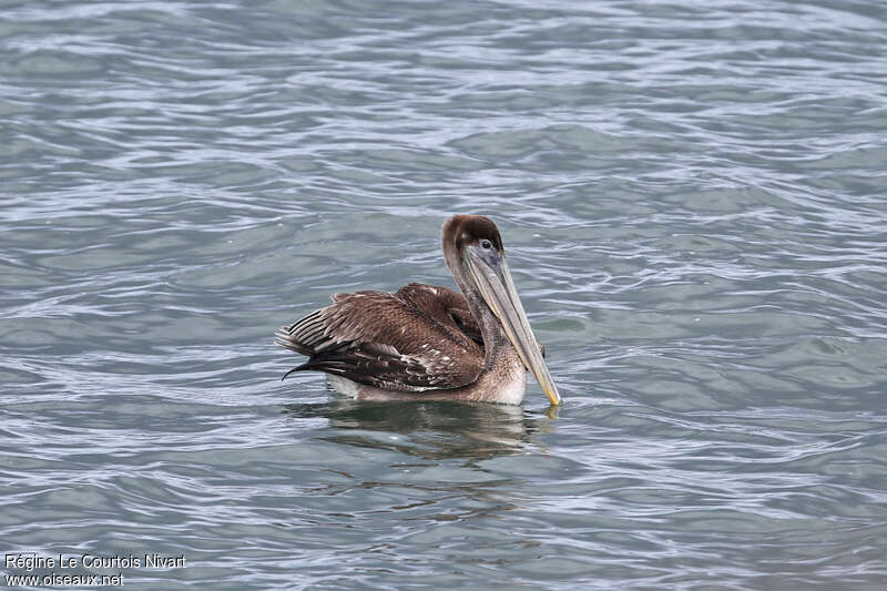 Brown Pelicanjuvenile, pigmentation, swimming