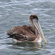 Brown Pelican