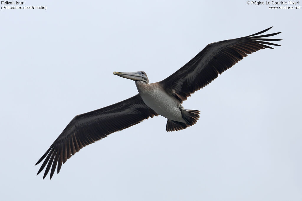 Brown Pelican