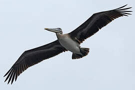 Brown Pelican