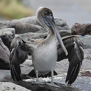 Brown Pelican