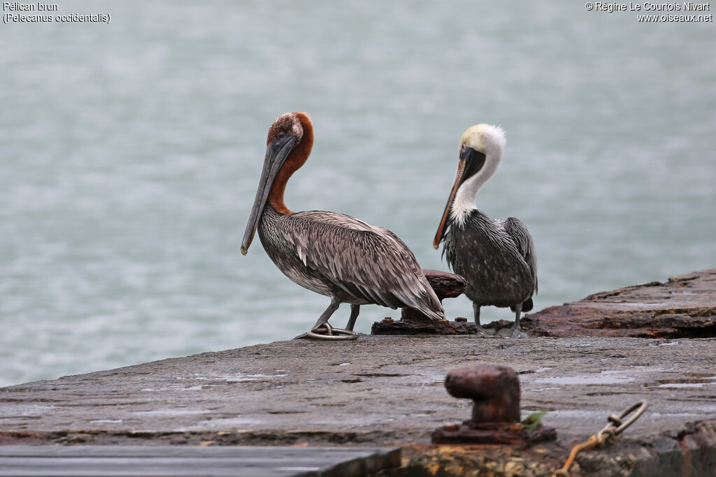 Brown Pelican