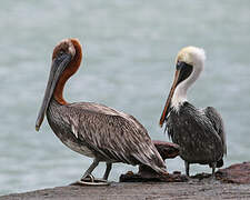 Brown Pelican