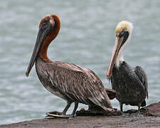 Brown Pelican