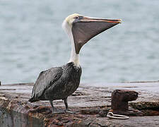 Brown Pelican