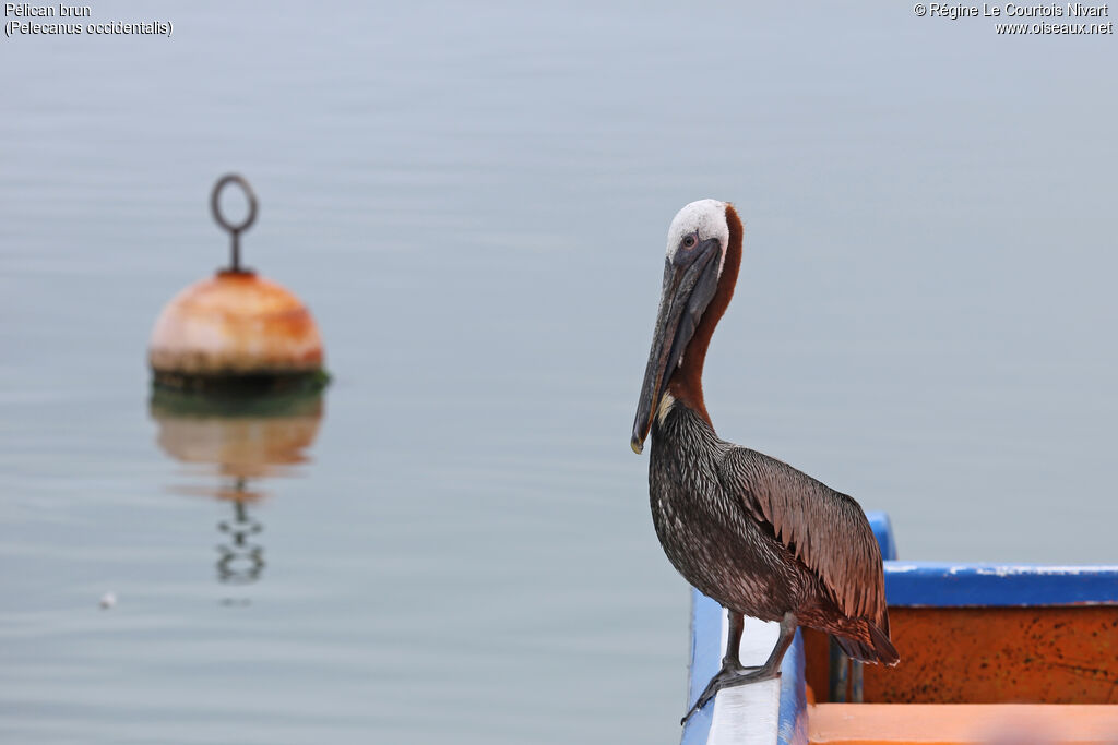 Brown Pelican