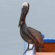 Brown Pelican