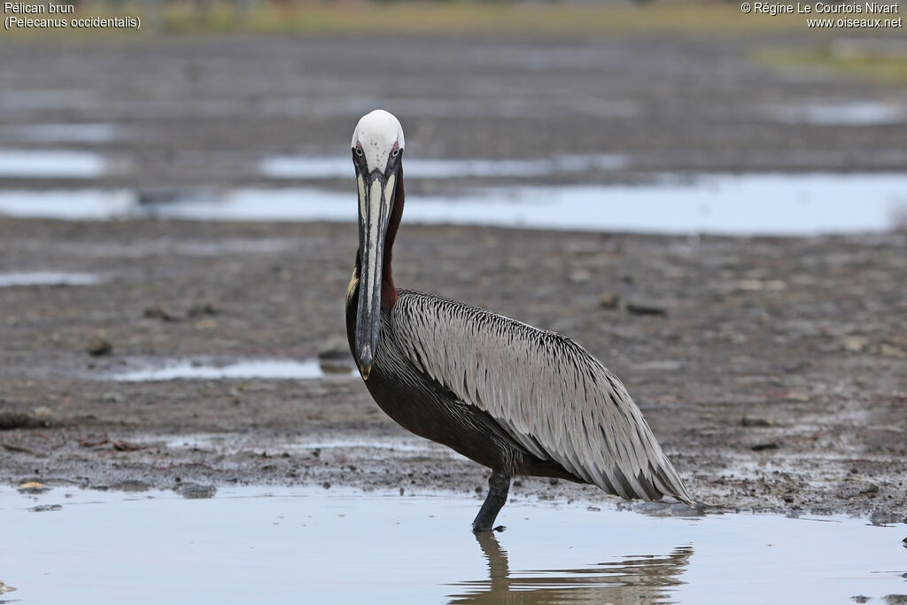 Brown Pelican