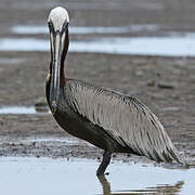 Brown Pelican