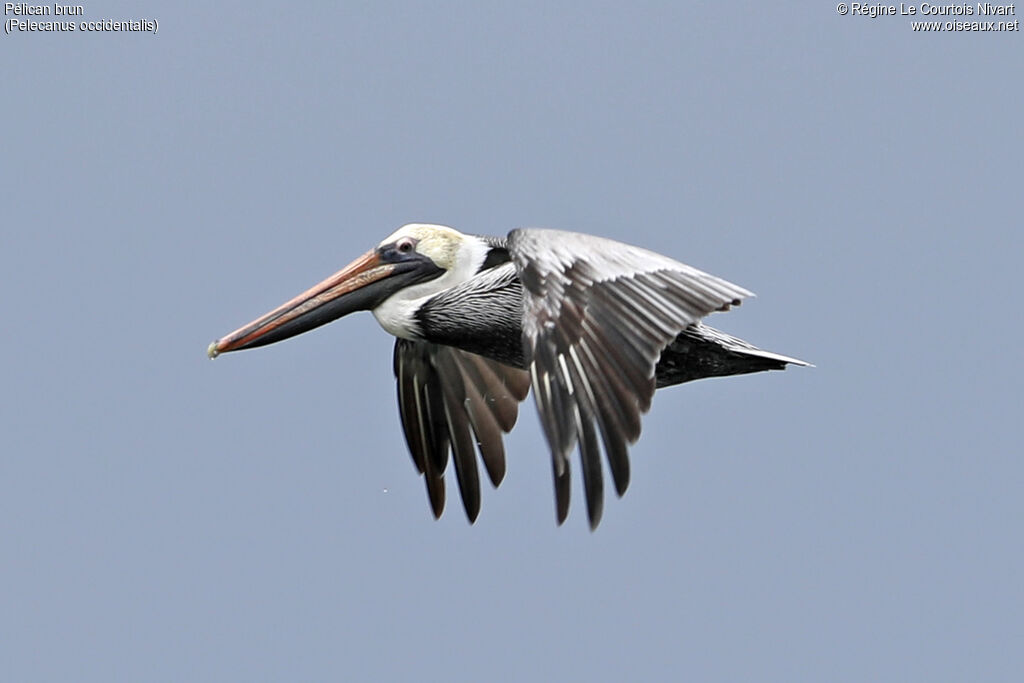 Brown Pelican