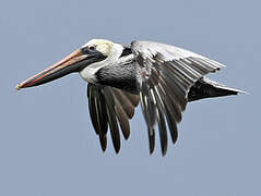 Brown Pelican