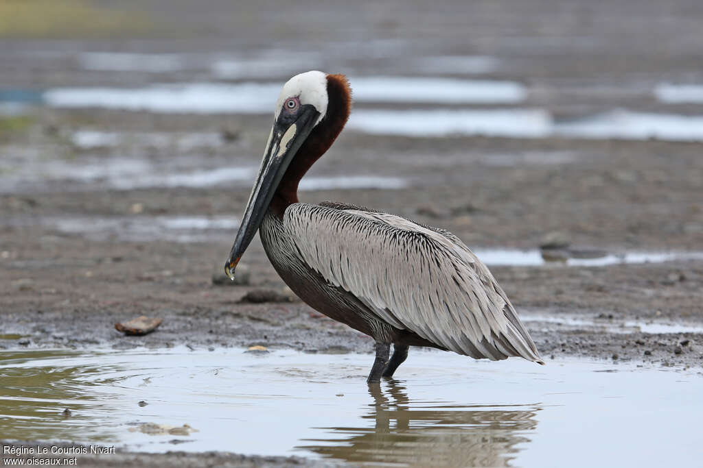 Brown Pelicanadult breeding, identification