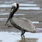 Brown Pelican