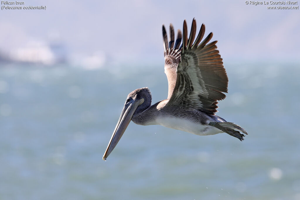 Brown Pelican