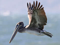 Brown Pelican