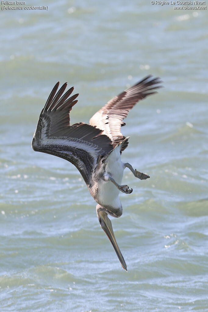 Brown Pelican