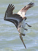 Brown Pelican