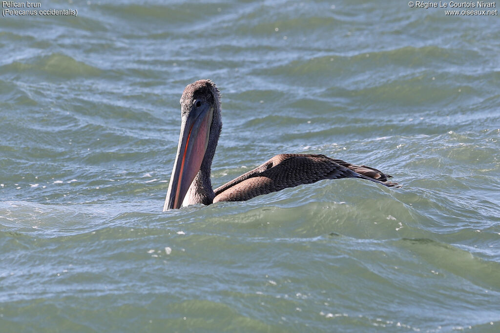 Brown Pelican