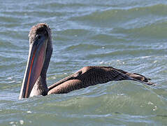 Brown Pelican