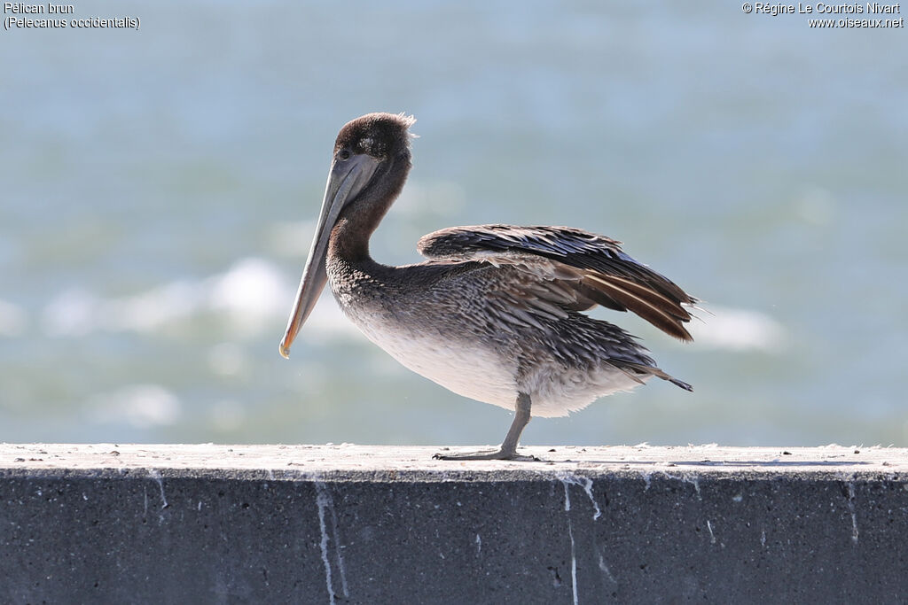 Brown Pelican