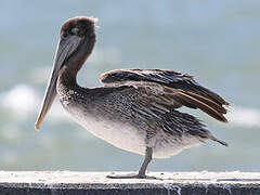 Brown Pelican