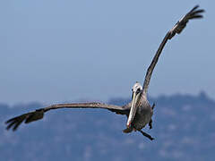 Brown Pelican