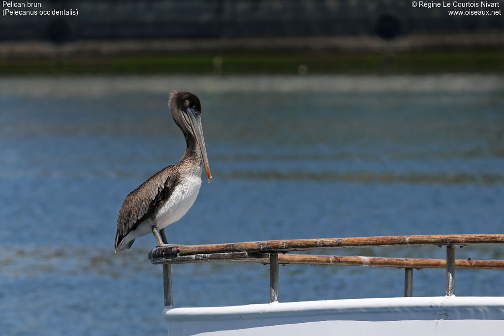 Brown Pelican