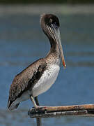 Brown Pelican