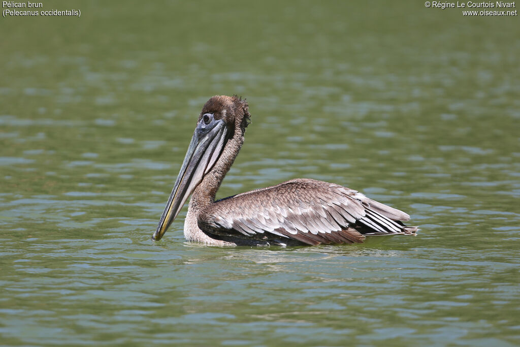 Pélican brunimmature