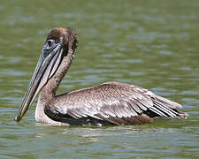 Brown Pelican