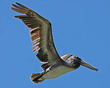 Brown Pelican