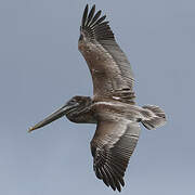 Brown Pelican