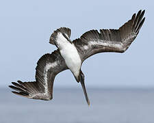 Brown Pelican