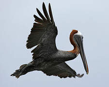 Brown Pelican