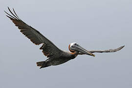 Brown Pelican