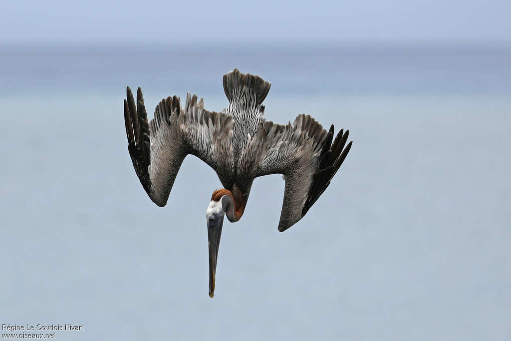 Pélican brunadulte, pêche/chasse