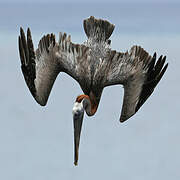 Brown Pelican