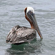 Brown Pelican