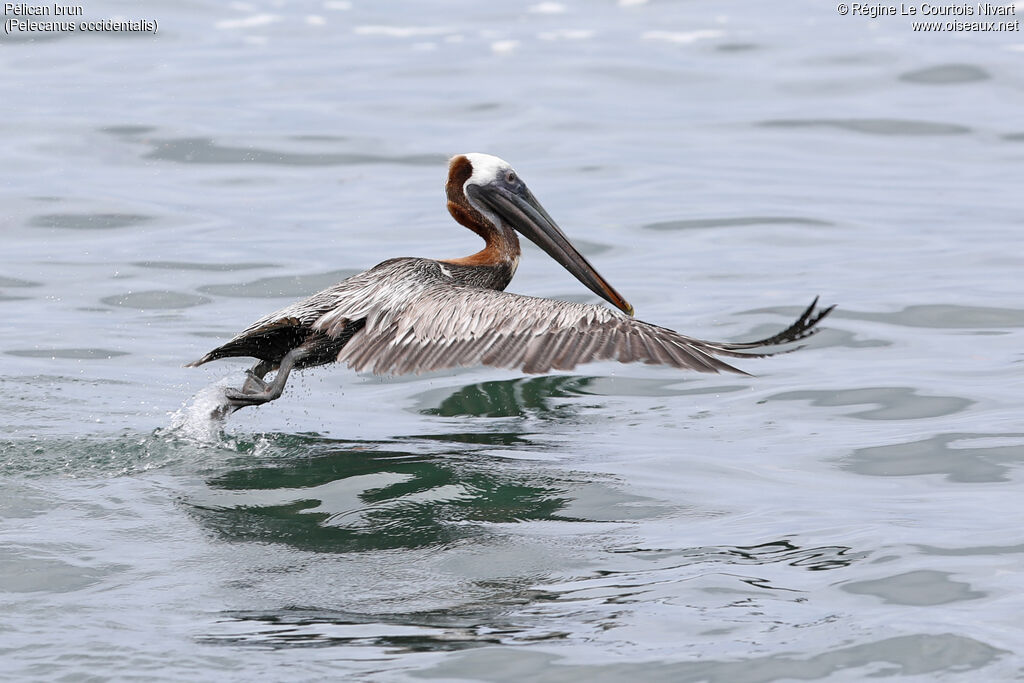 Brown Pelican