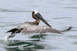 Brown Pelican