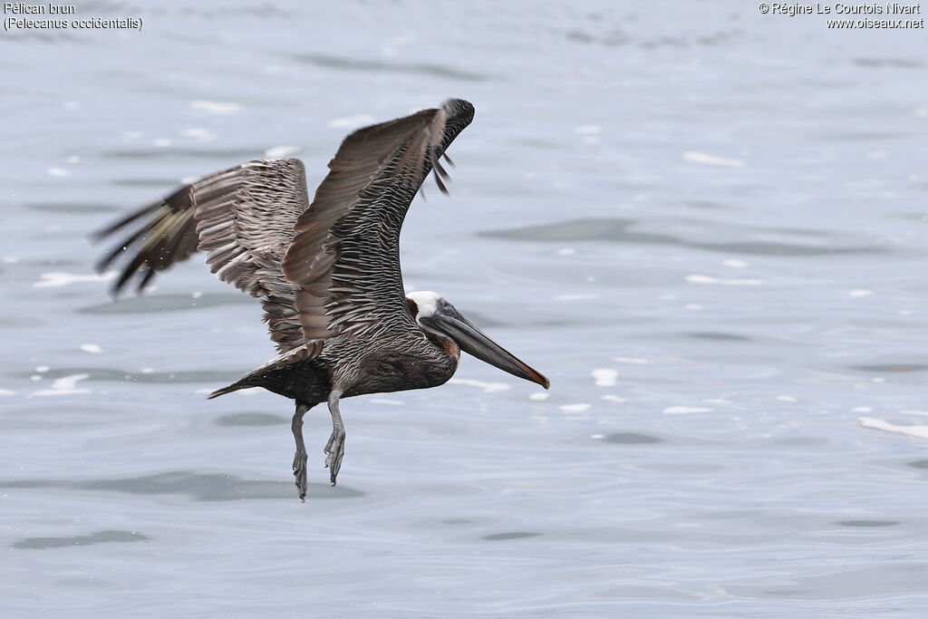 Brown Pelican