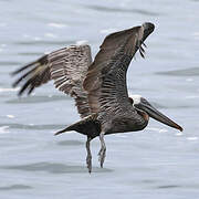 Brown Pelican