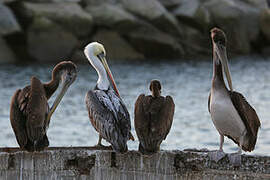 Peruvian Pelican