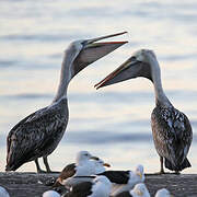 Peruvian Pelican