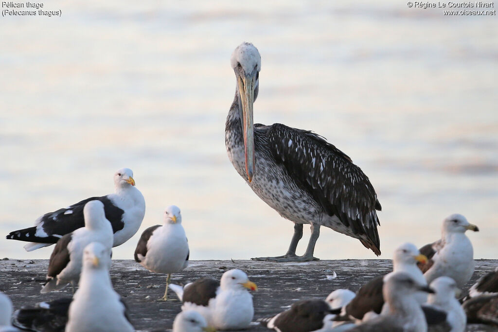 Peruvian Pelican