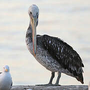 Peruvian Pelican