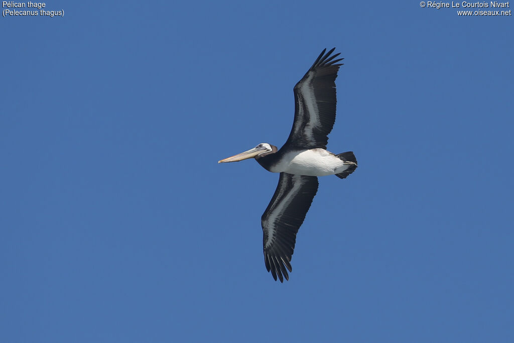 Peruvian Pelican