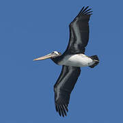 Peruvian Pelican