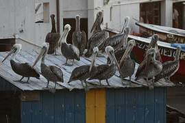 Peruvian Pelican